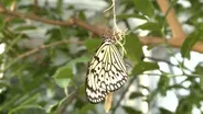 Krohn Conservatory Butterfly Show 2014