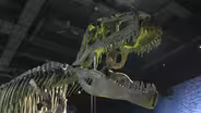 Ultimate Dinosaurs: Giants from Gondwana