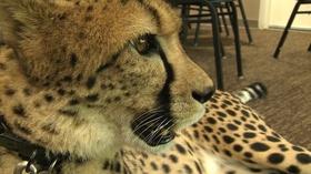 Video thumbnail: Showcase with Barbara Kellar Cat Ambassador Program at the Cincinnati Zoo