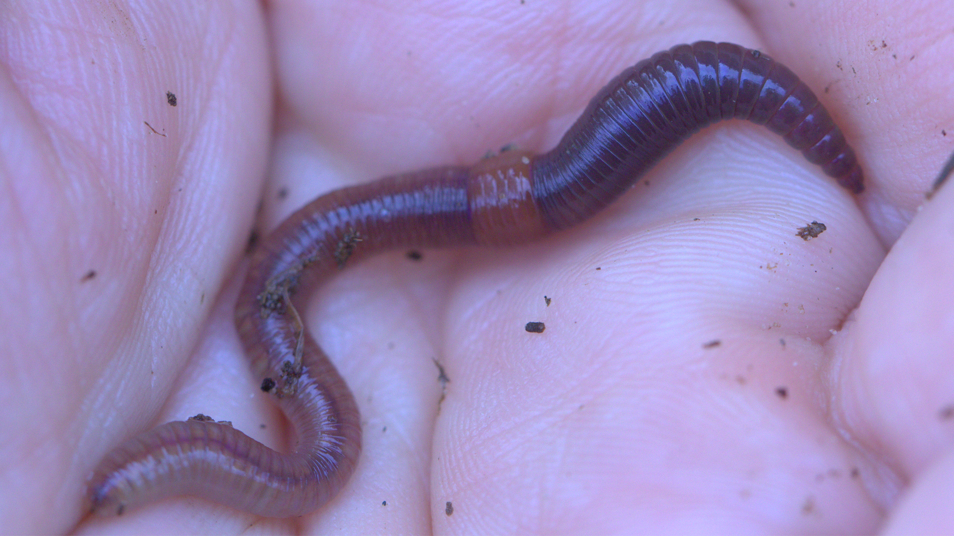 Darwin's 'Lowly Earthworm' Gets Its Due