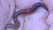 Colgate University Visits Adirondacks To Study Earthworms