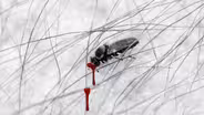 Adirondack Terror: The Blackfly Menace