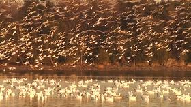 Video thumbnail: Mountain Lake Journal EXTRA Snow Geese