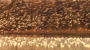 Snow Geese