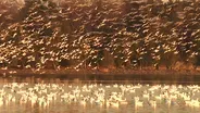 Snow Geese