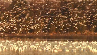 Snow Geese