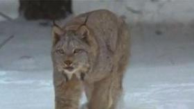 Video thumbnail: Mountain Lake Journal EXTRA March 15, 2012