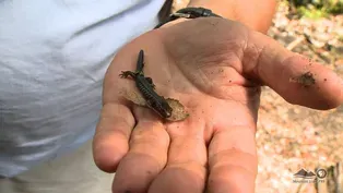 Saranac Lake Bio Blitz