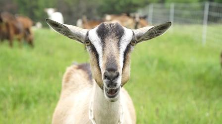 Video thumbnail: Curiously Adirondack Kids As Pets: Why Your Next 'Dog' Might Be A Goat