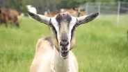 Kids As Pets: Why Your Next 'Dog' Might Be A Goat