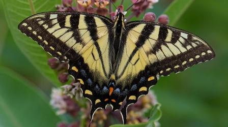 Video thumbnail: Curiously Adirondack Butterflies Fly At The Paul Smith's VIC Butterfly House