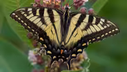 Butterflies Fly At The Paul Smith's VIC Butterfly House