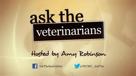 Video thumbnail: Ask The Specialists Ask the Veterinarians