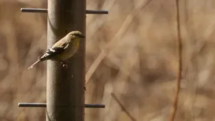 Midland: Chippewa Nature Center