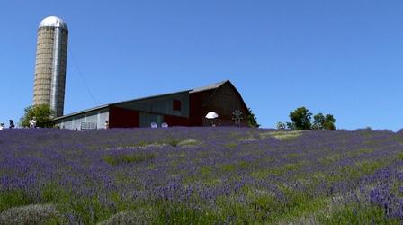 Video thumbnail: Destination Michigan Boyne City: Lavender Hill Farms