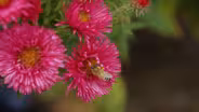 Beulah: Sleeping Bear Farms