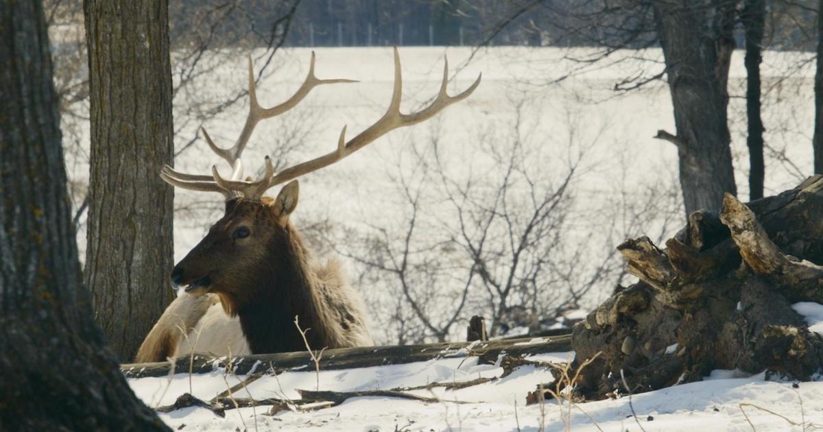 Destination Michigan Gaylord Elk Park PBS