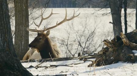 Video thumbnail: Destination Michigan Gaylord: Elk Park