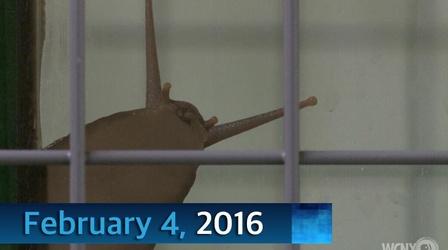 Video thumbnail: WCNY SciTech Now WCNY SciTech Now 2/4/16