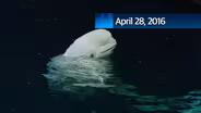 SciTech Now 04/28/16