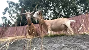 Four-Legged Landscapers Tame Overgown Lawns