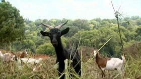 Video thumbnail: Live Green Tennessee Live Green Tennessee 905