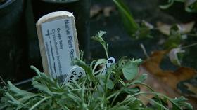 Video thumbnail: Live Green Tennessee Live Green Tennessee 909