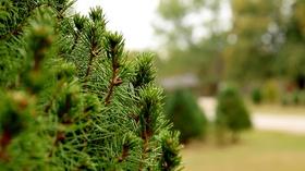 Video thumbnail: Live Green Tennessee Live Green Tennessee 911
