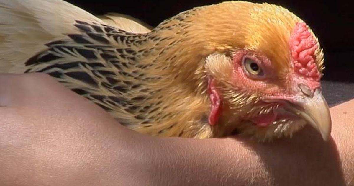 Charlottesville InsideOut Tour de Coop / Dr. Scott Commins (808