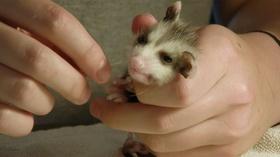 Video thumbnail: Charlottesville Inside-Out Rockfish Wildlife Sanctuary; Humanities Foundation (#1005)