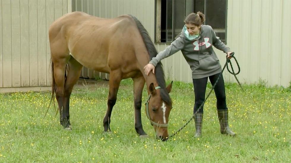Hope’s Equine Legacy; Georgia’s Friends (#1006) image