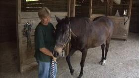 Video thumbnail: Virginia Currents Horse Sanctuary, Pickleman