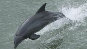 Video thumbnail: Virginia Currents VA Aquarium Stranding Response Team; Teen Driving Program