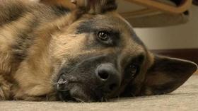 Video thumbnail: Virginia Currents Service Dogs of Virginia; 757 Makerspace