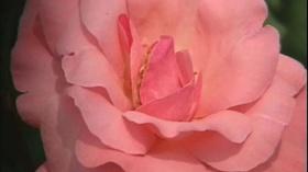 Video thumbnail: Virginia Currents Flora of Virginia / Elbert Watson