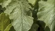 Mountaintop Montessori Children’s Garden; Herb Garden #1404