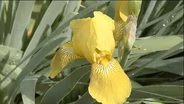Reblooming Irises; Japanese Garden Design (Show #1408)