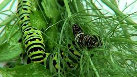 Video thumbnail: Virginia Home Grown Late-blooming Annuals; Butterfly Garden & Nursery (#1507)