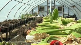 Video thumbnail: Virginia Home Grown Cider Apples; Overwintering Tropicals (#1508)