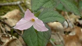 Video thumbnail: Virginia Home Grown Dealing With Cold-damage; Native Plants (#1602)