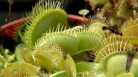 Video thumbnail: Virginia Home Grown Grass Roots Program; Bug Repellent Plants (#1701)