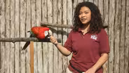 Macaws
