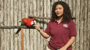 Macaws