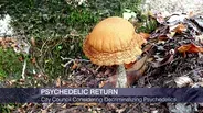 Legal Pot Could be Just the Beginning. Are Mushrooms Next?
