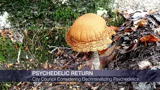 Legal Pot Could be Just the Beginning. Are Mushrooms Next?
