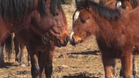 Video thumbnail: Colorado Experience Native Horses