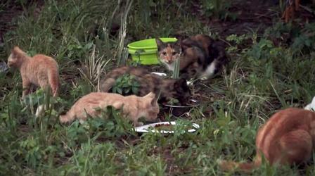 Video thumbnail: Up Close With Cathy Unruh October 2016: Trap-Neuter-Vaccinate-Return