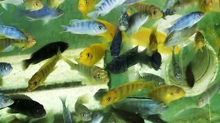 Video thumbnail: Up Close With Cathy Unruh June 2013: Aquaculture Lab