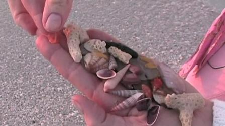 Video thumbnail: WEDU Arts Plus 517: Elegant Shells