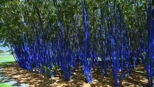 203: Blue Trees